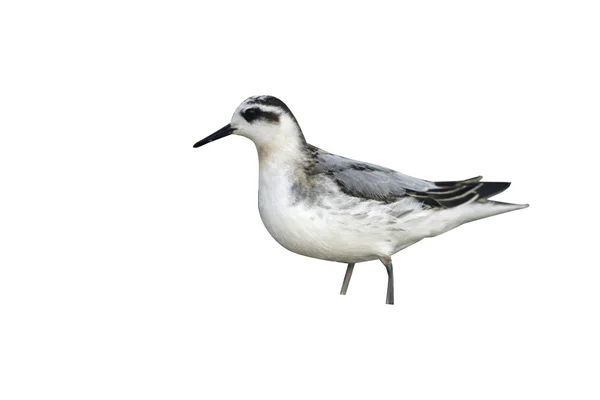 Γκρι phalarope, phalaropus fulicaria — Φωτογραφία Αρχείου