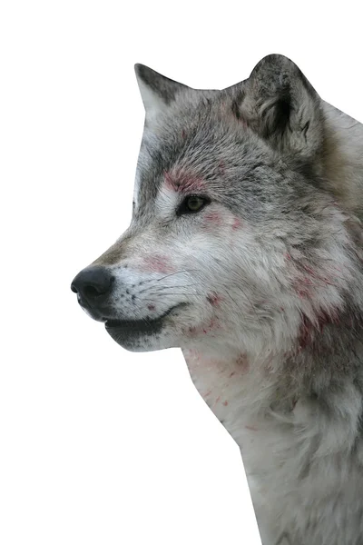 Grå varg, canis lupus — Stockfoto