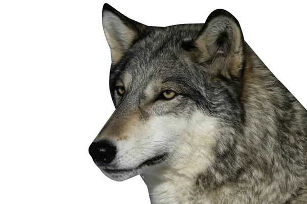 Grå varg, canis lupus — Stockfoto