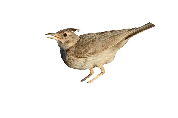 Crested lark, Galerida cristata Stock Image