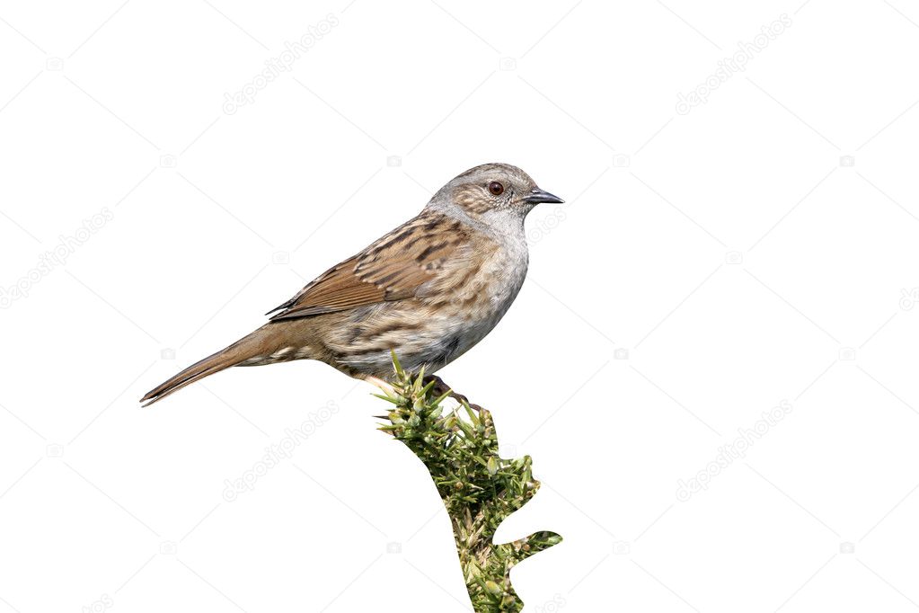 Dunnock or hedge sparrow, Prunella modularis,