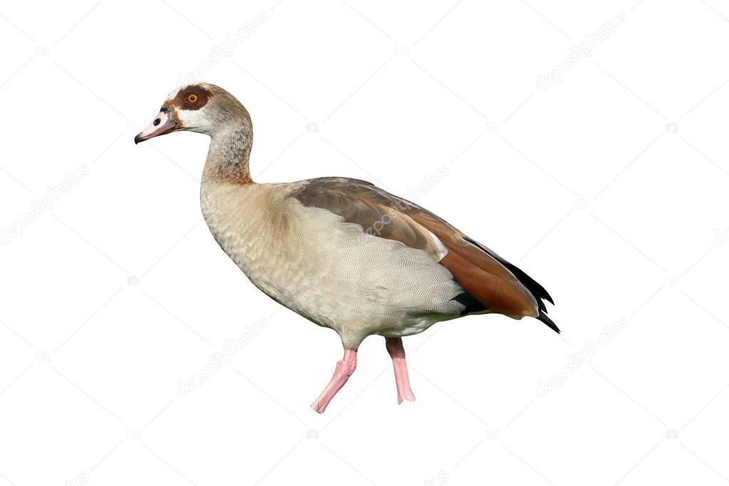 Egyptian goose, Alopochen aegyptiac
