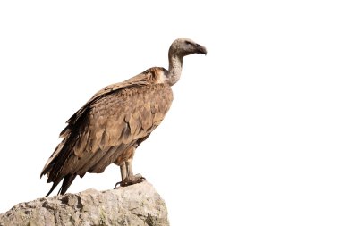 Griffon vulture, Gyps fulvus clipart