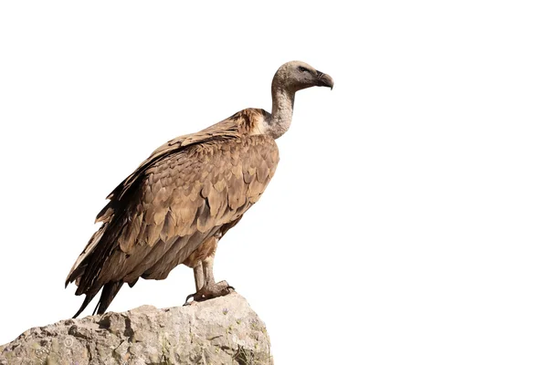 Griffon Abutre, Gyps fulvus — Fotografia de Stock