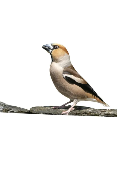 Hawfinch, Coccothraustes coccothrauste, — Stock Photo, Image