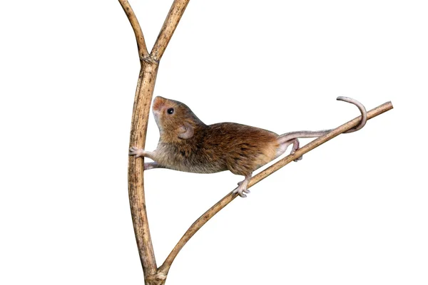 Harvest mouse, Micromys minutus — Stock Photo, Image