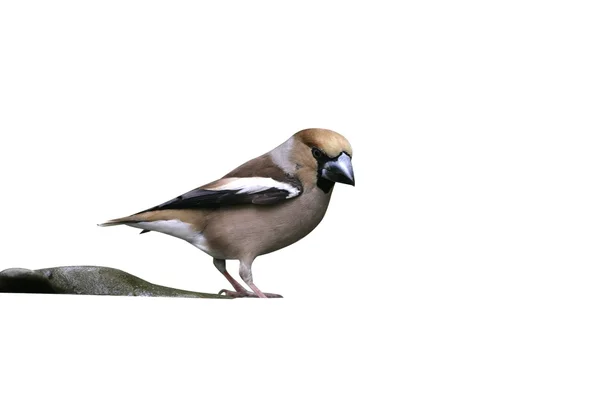 Hawfinch, Coccothraustes coccothrauste, — Stock Photo, Image