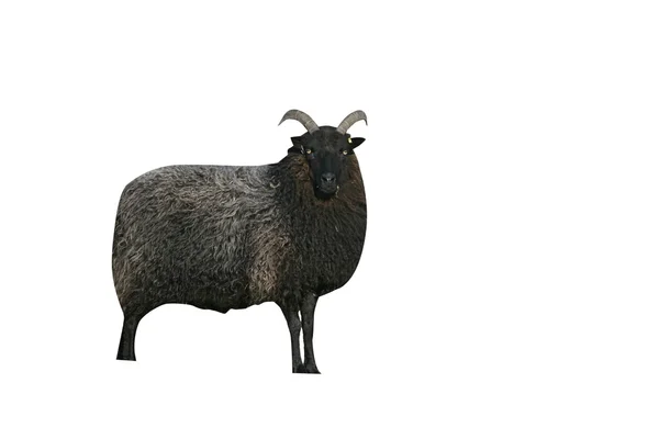 Hebridische schwarze Schafe — Stockfoto