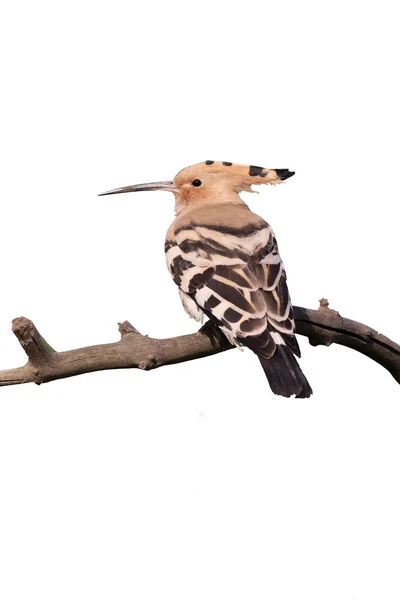 Hoopoe, épocas Upupa — Fotografia de Stock