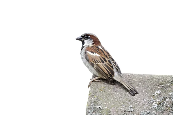 Wróbel, passer domesticus — Zdjęcie stockowe