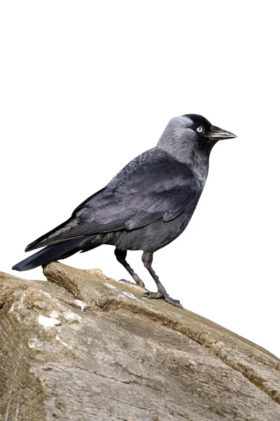 Gralhas, corvus monedula — Fotografia de Stock