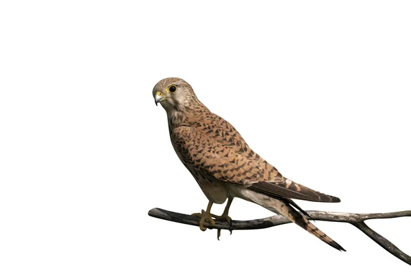 Peneireiro-vulgar, falco tinnunculus — Fotografia de Stock