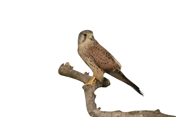 Cestrello, Falco tinnunculus — Foto Stock
