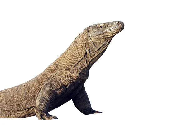 Dragão de komodo, Varanus komodoensis — Fotografia de Stock