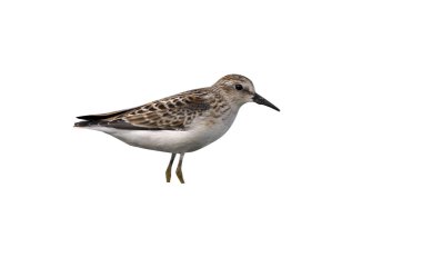 En azından sandpiper, calidris minutilla