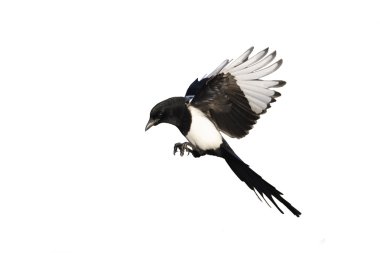 Magpie, pika pika