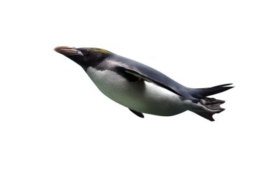 Macaroni penguin, Eudyptes chrysolophus          clipart