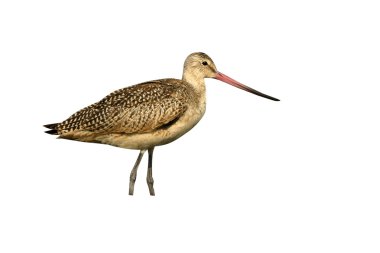 Mermer çulluğu, limosa fedoa