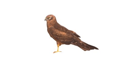 Marsh harrier, sirk aeruginosus
