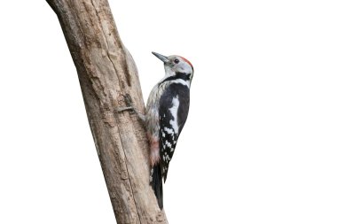 Orta-ağaçkakan, Dendrocopos medius