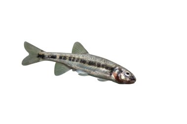 Minnow, Phoxinus Phoxinus