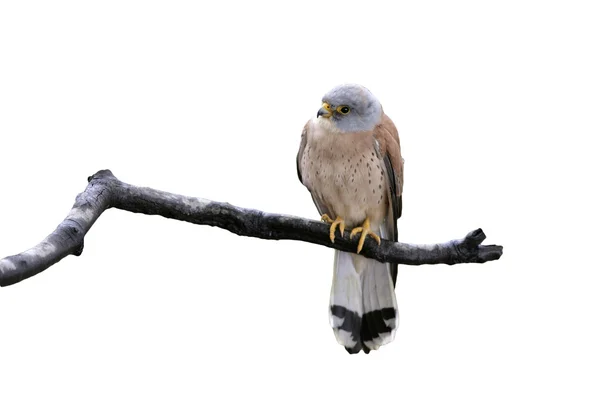 Menos kestrel, Falco naumanni , — Fotografia de Stock