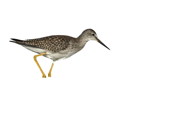 Pernas amarelas menores, Tringa flavipes — Fotografia de Stock