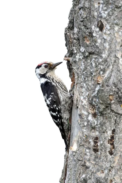 Lesser-spotted woodpecker, Dendrocopos minor — Stock Photo, Image