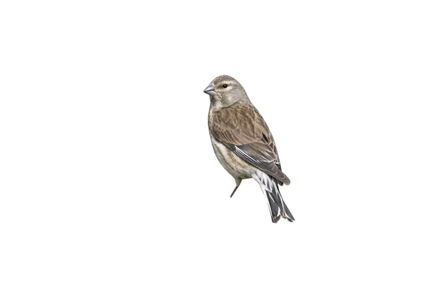 Pardillo común, carduelis cannabina — Foto de Stock