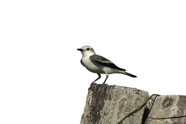 Maskované vody tyran, fluvicola nengeta, — Stock fotografie