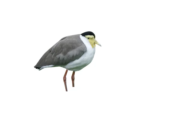 Maskeli cılıbıt veya kız, kuşu vanellus km — Stok fotoğraf