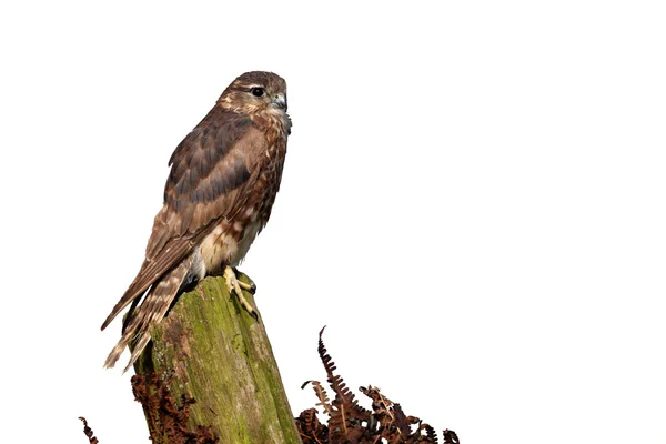 Merlin, Falco columbarius — Stok fotoğraf