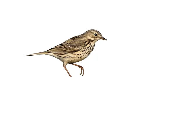 Meadow pipit, Anthus pratensis — Stock Photo, Image