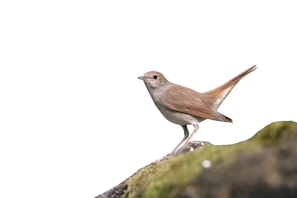 Ruiseñor, Luscinia megarhynchos , — Foto de Stock