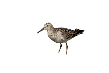 çizgili kum kuşu, calidris melanotos