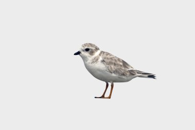 Piping plover, Charadrius melodus clipart