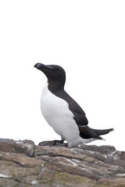 razorbill, edilmiştir torda