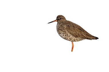 Redshank, Tringa totanus