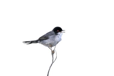 Maskeli ötleğen sylvia melanocephala