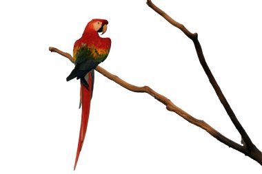 Scarlet macaw ara macao