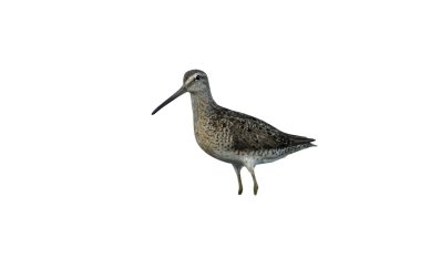 kısa gagalı dowitcher, limnodromus griseus