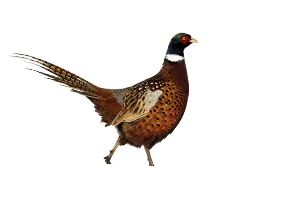 Pheasant, Phasianus colchicus — Stock Photo, Image