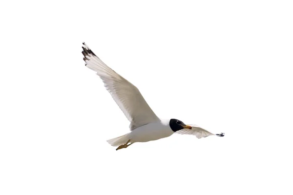 Pallas de meeuw, Larus ichthyaetus — Stockfoto