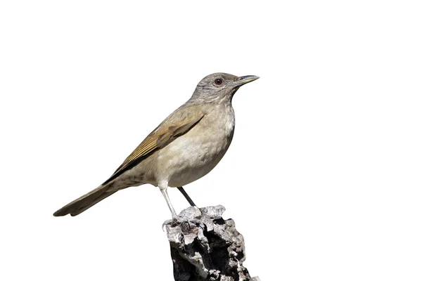 Pale-breasted thrush, Turdus leucomelas — Stock Photo, Image