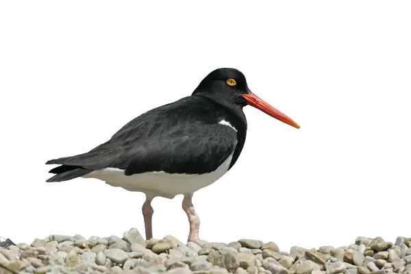 Pied titercatcher, Haematopus longirostris — Stok Foto