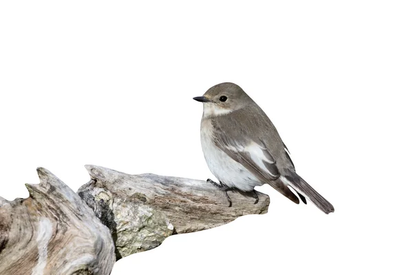 Bonte vliegenvanger, ficedula hypoleuca — Stockfoto