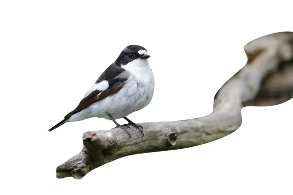 Acchiappamosche, ficedula hypoleuca — Foto Stock