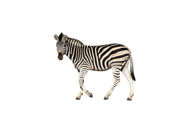 Planícies ou Burchells zebra, Equus quagga — Fotografia de Stock