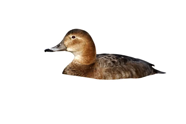 Pochard, Aythya ferina — Φωτογραφία Αρχείου