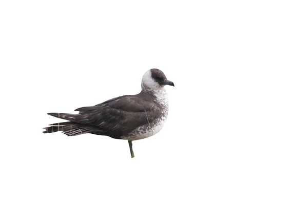 Pomarine skua 또는 저 격 병, Stercorarius pomarinus — 스톡 사진